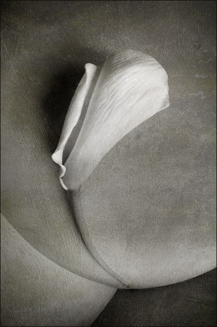  Zantedeschia, girl with flower