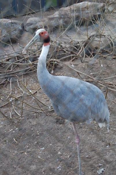  In the zoo