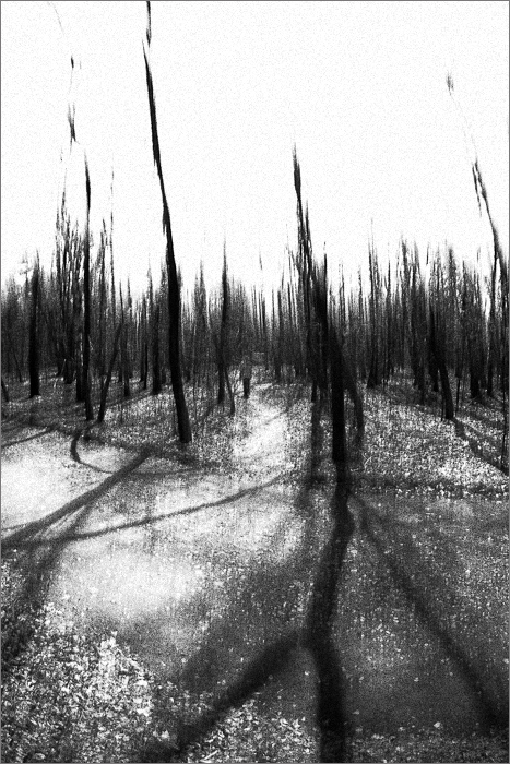  Blair Witch Project