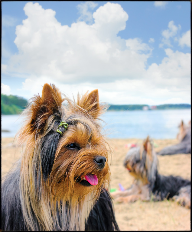  Modern Dog Hair Trimming