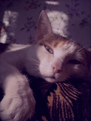  murka.