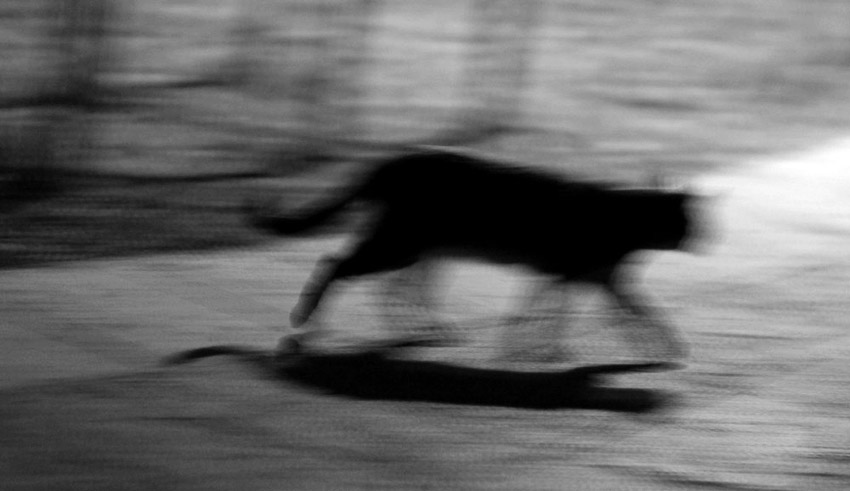  Shade f a cat at night