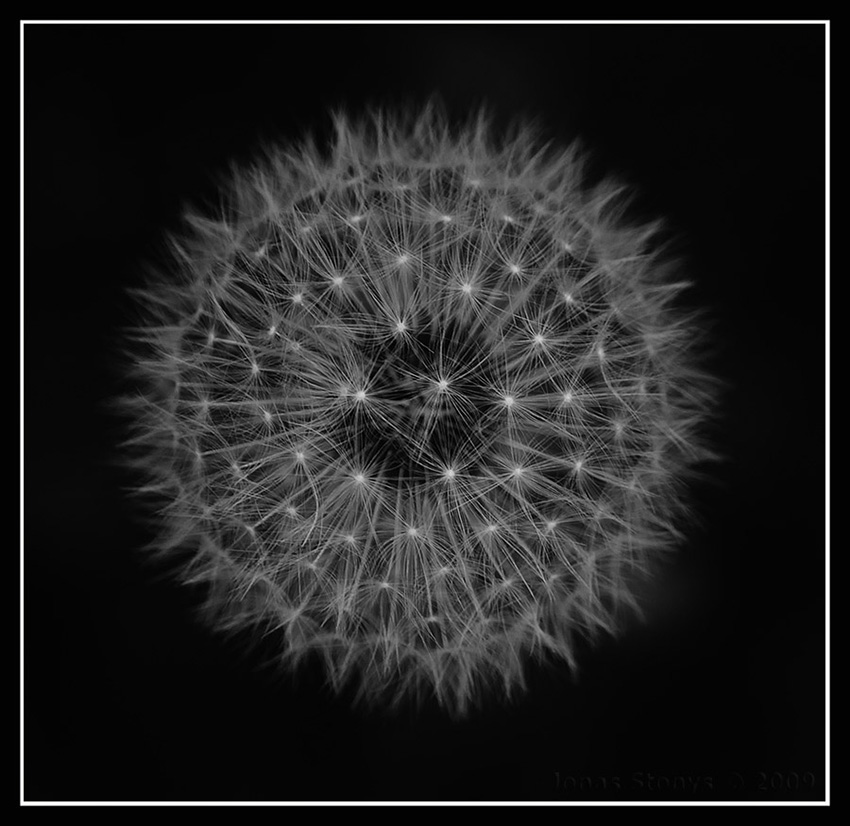 Dandelion Clock 