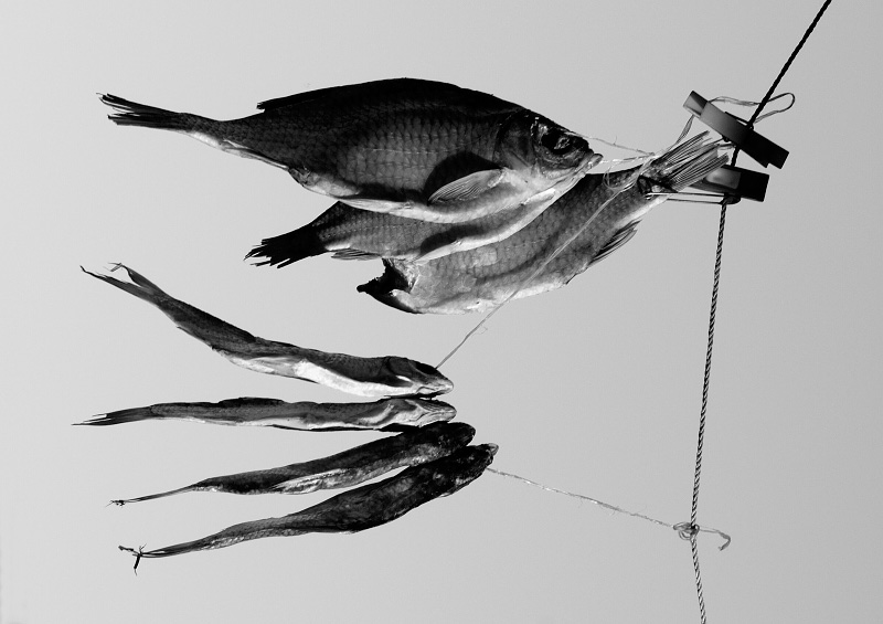 *Fish... !*