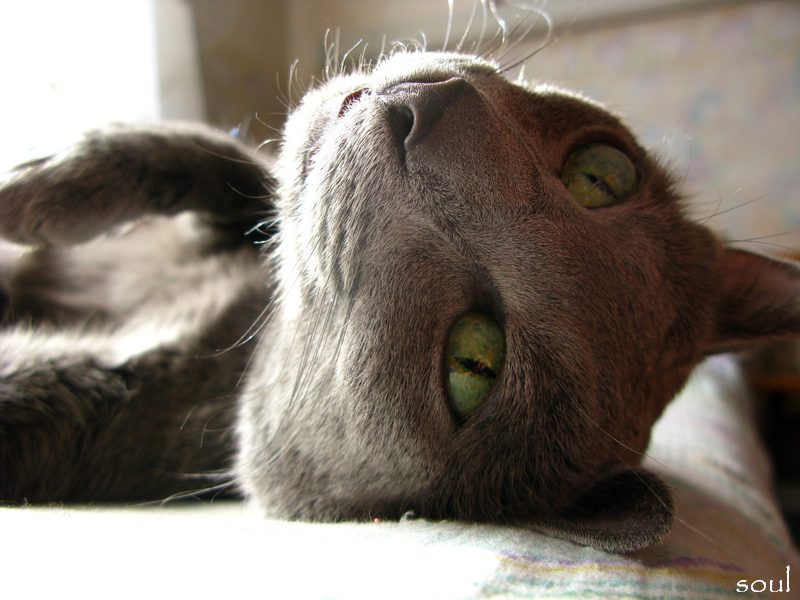  green eyes