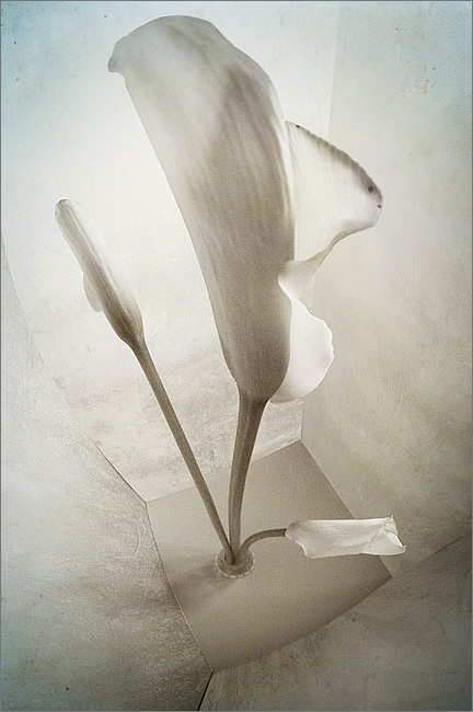  Zantedeschia, squared