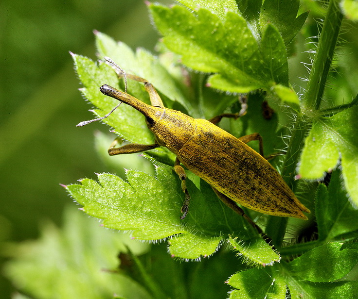  Coleoptera No.3 
