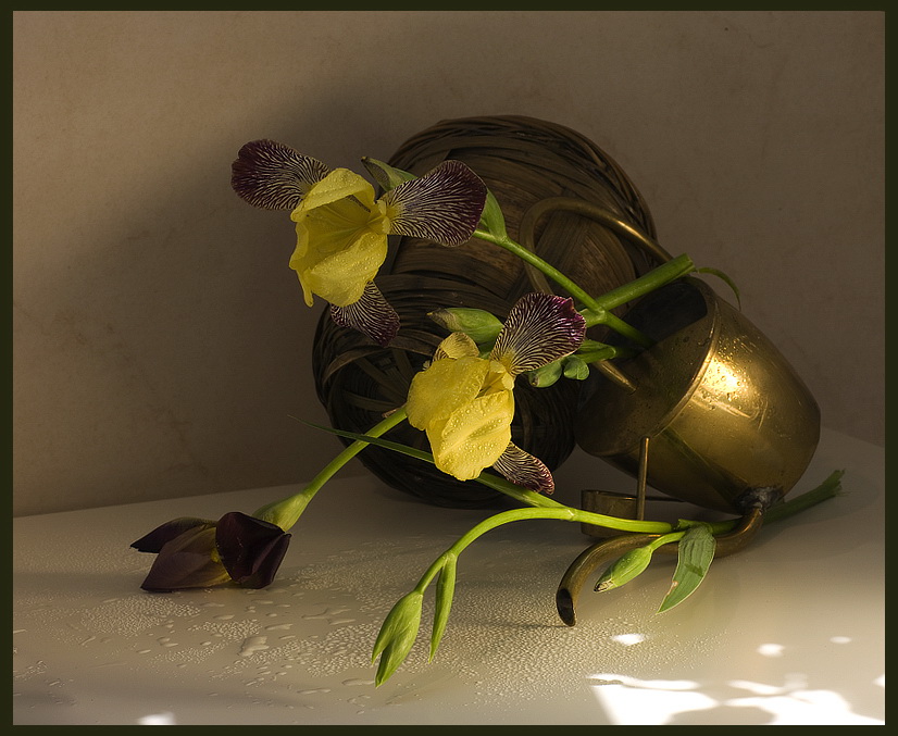  Iris No.11