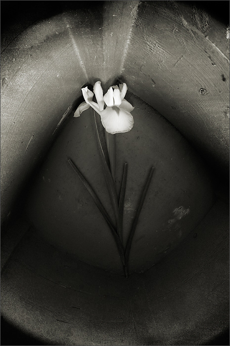  Iris, squared