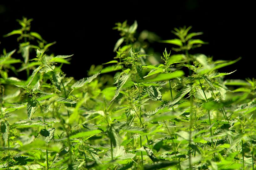  the stinging nettle