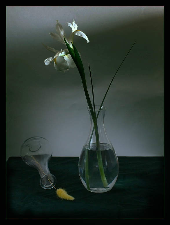  Iris No.17