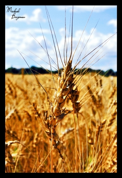  ears of wheat