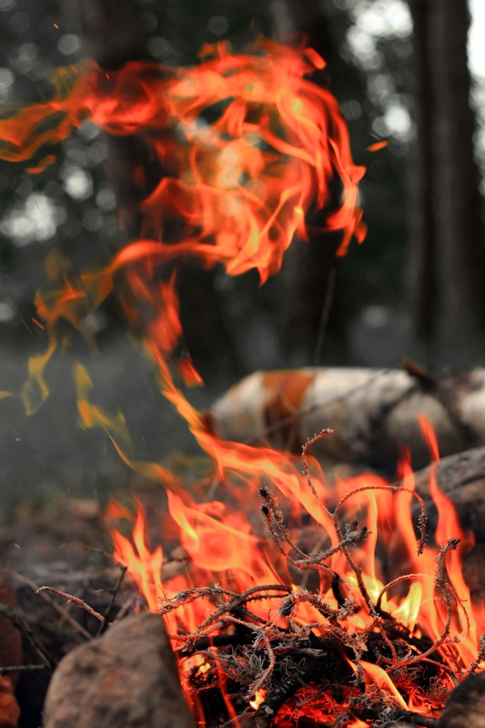  fire dragon