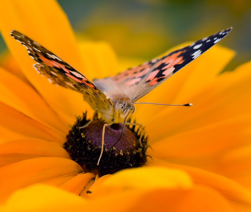  Vanessa cardui ( 2)