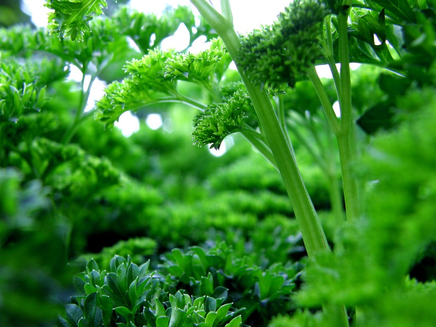   parsley