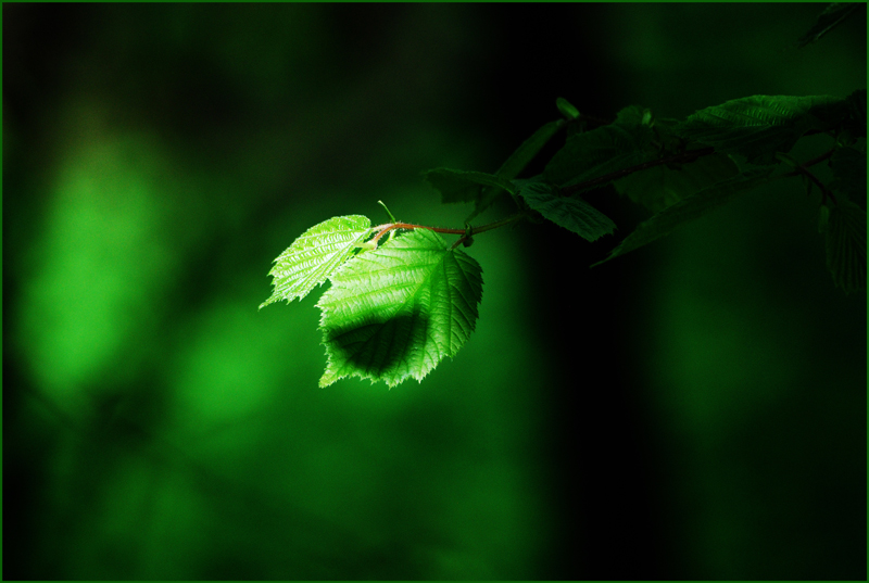  GREEN-2