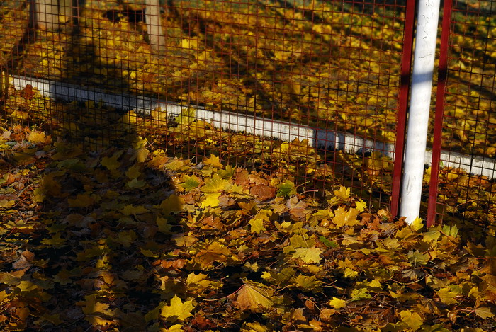  autumn