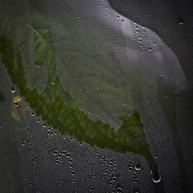  LEAF