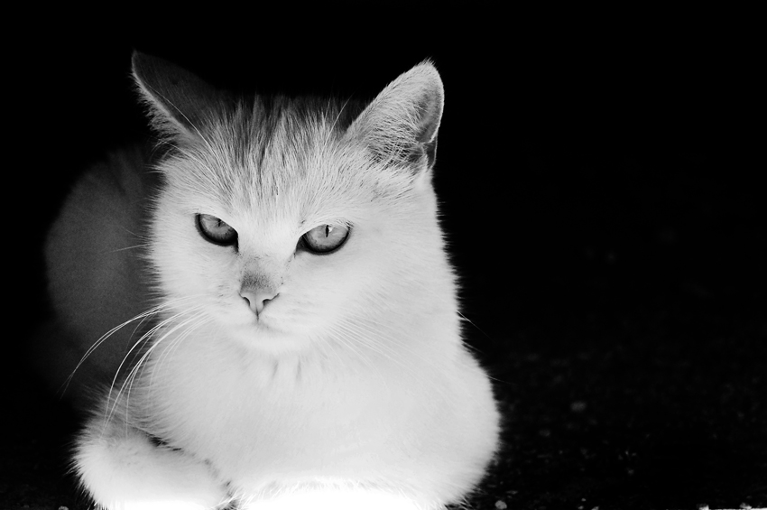  Black&White