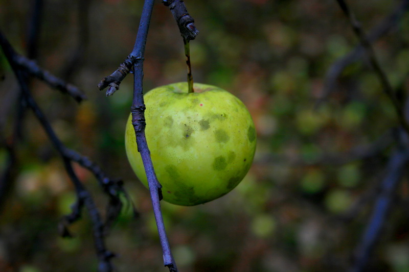  Life is .. Just an apple