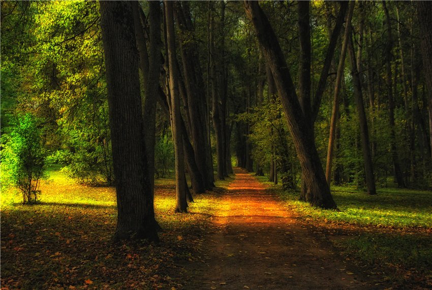  enchanted forest