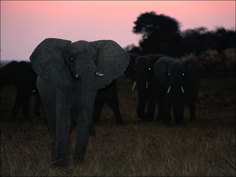  apinga`s elephants.