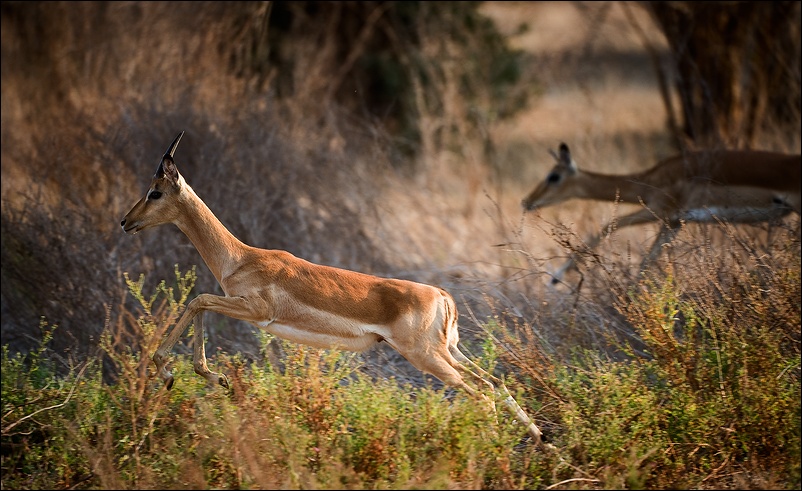  Impala