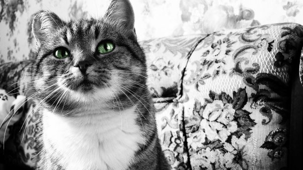  Just Cat