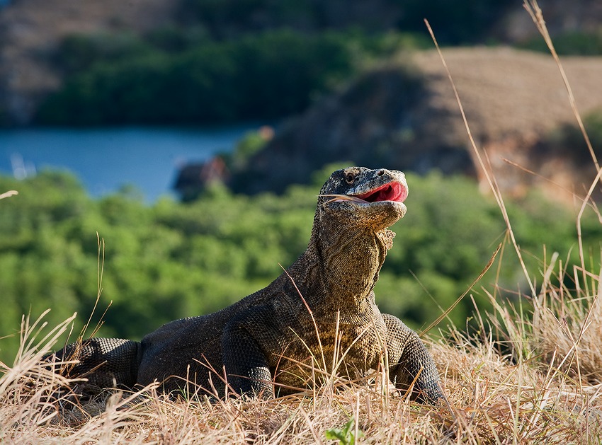    (Varanus komodoensis)