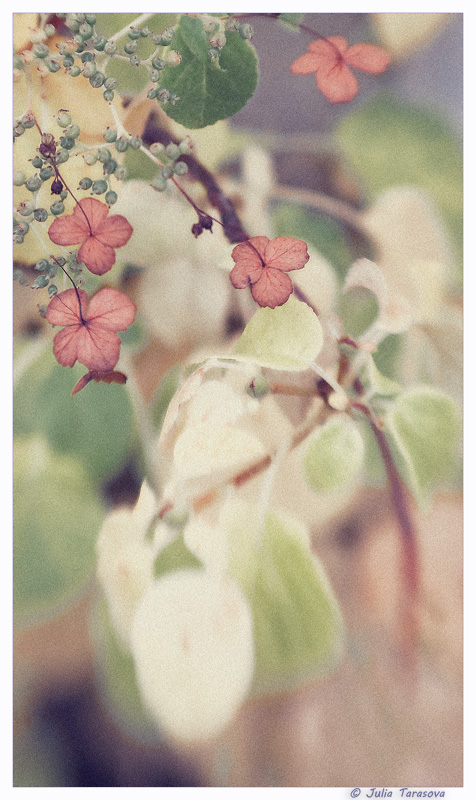  Petit fleur bleue