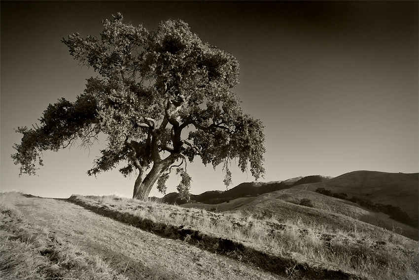  The single tree