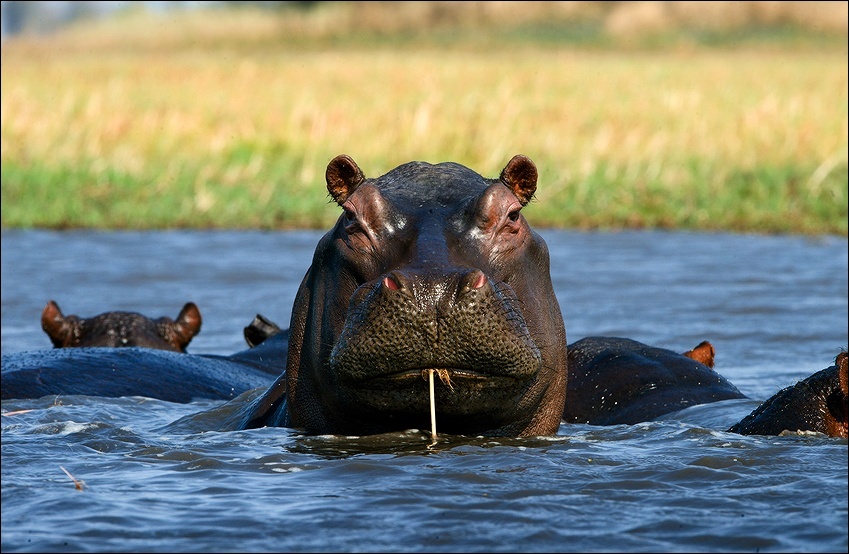  HippO