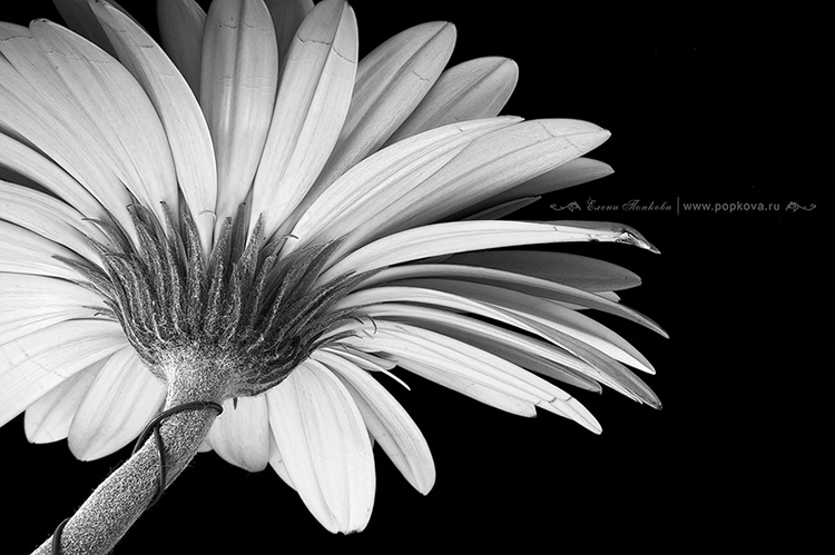  B+W
