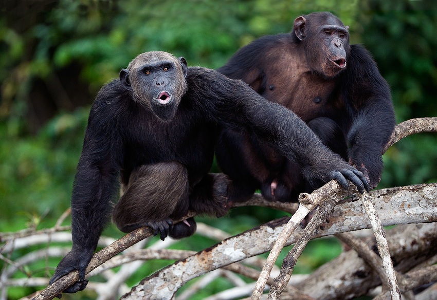  Chimps 