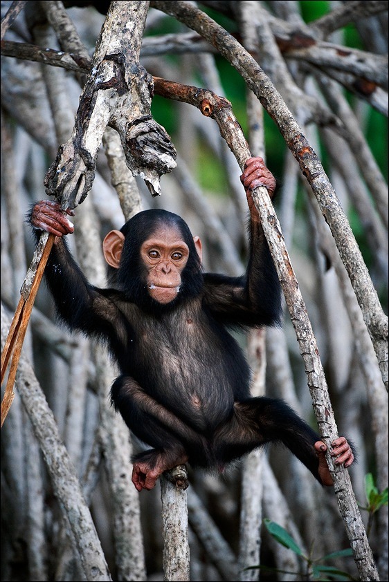  Chimp Jr