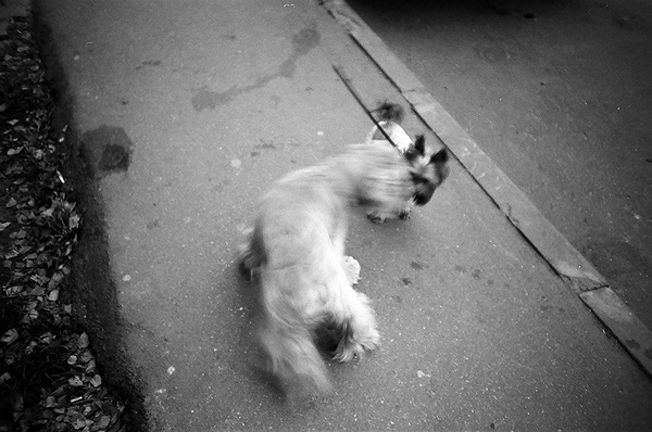  canis caninam non est