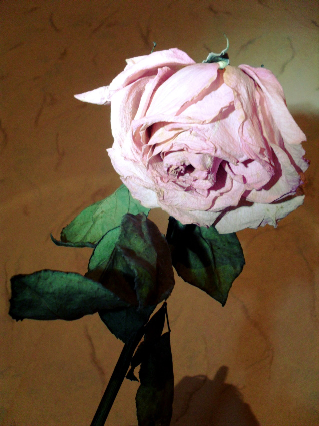  Dark Rose
