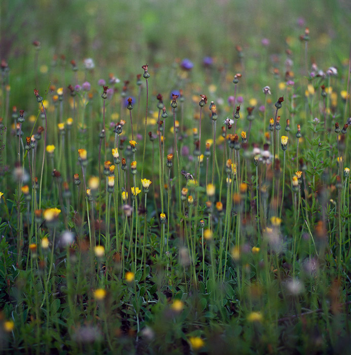  colors of the grasses