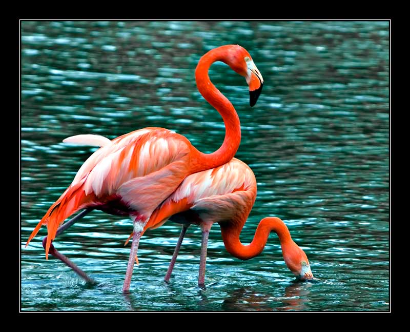  Pink Flamingos