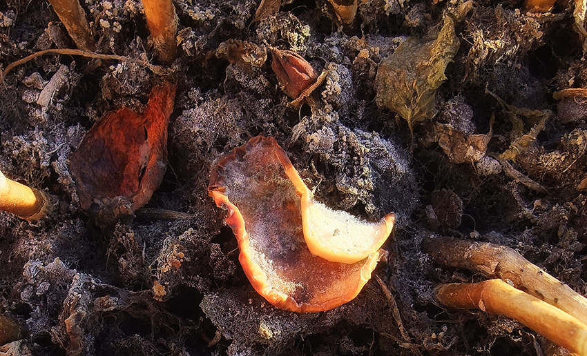  Nature Morte -  