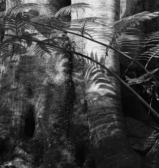  Monte Palace Tropical Garden #1
