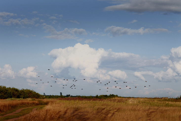  migration