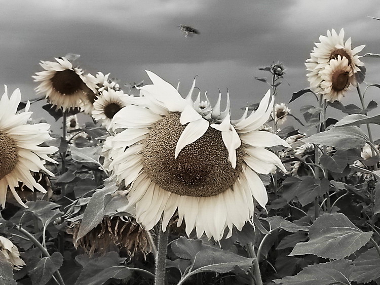    . ̣.