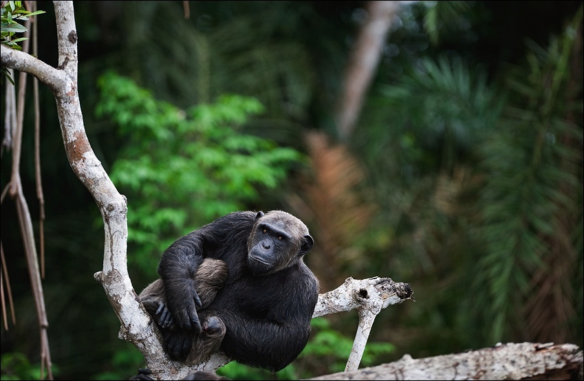  Pan troglodytes troglodytes