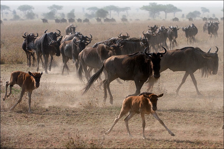   Wildebeest 