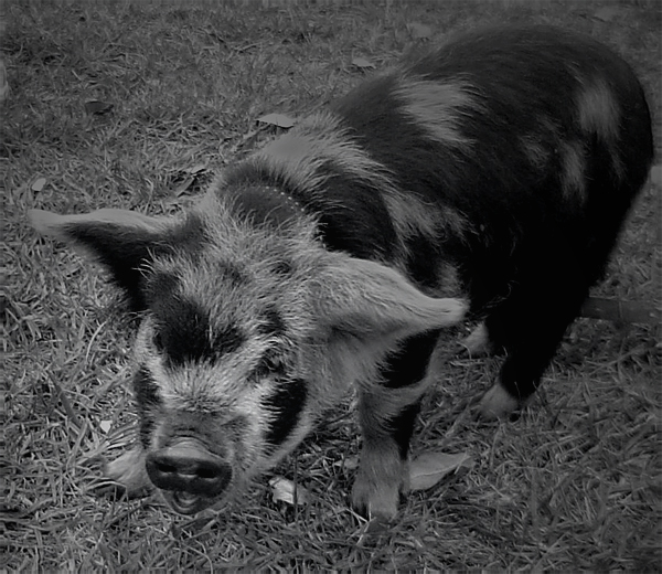  Pig.
