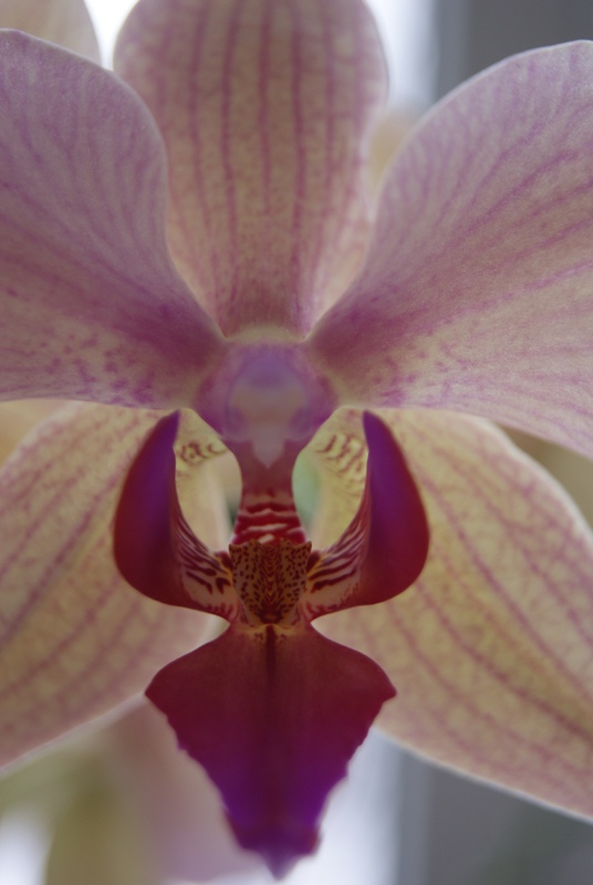  orchid