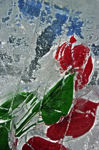    / Frozen passion