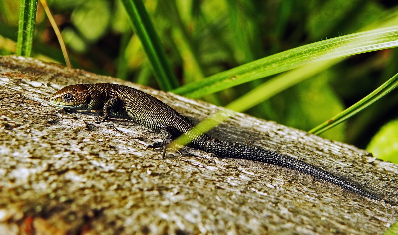  Lizzard