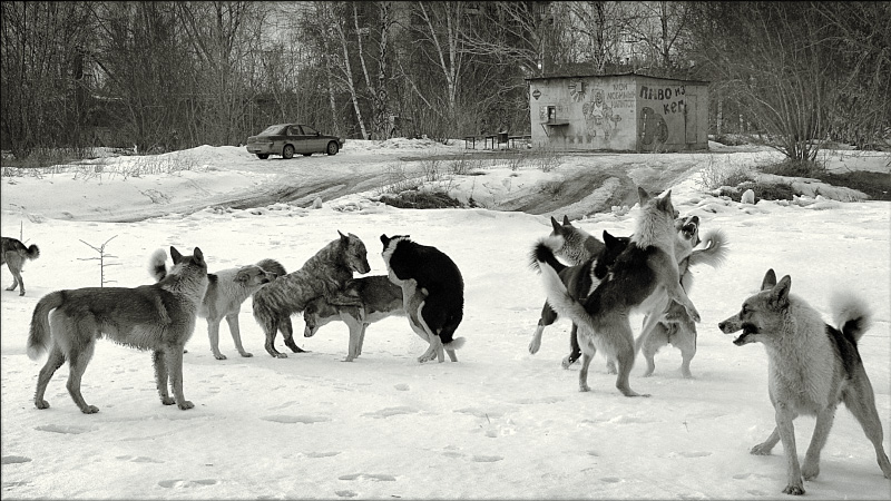  Slush Dogs ( )